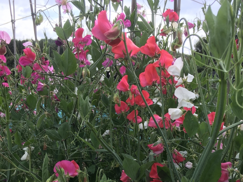 Cheadle Allotments